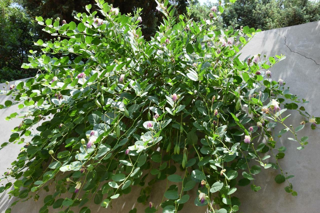 Charming Villa Rab 拉布 外观 照片